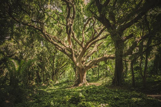 Secret Forests Around the World